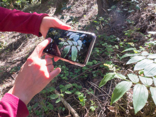 Wildflowers After Wildfire - Sempervirens Fund