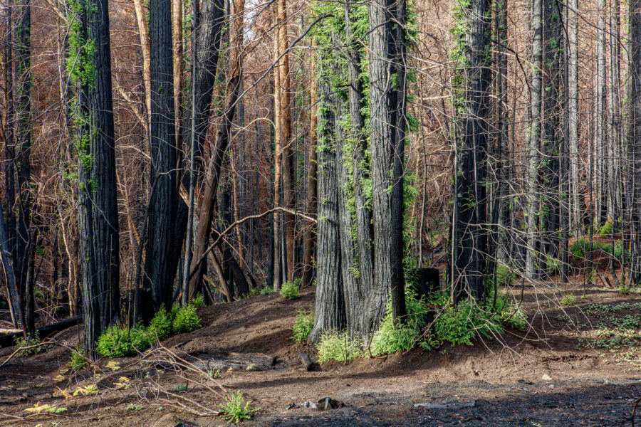 Redwood Trees Sprout New Growth, Charred But Alive After The CZU Lightning Complex Fire. by I. Bornarth