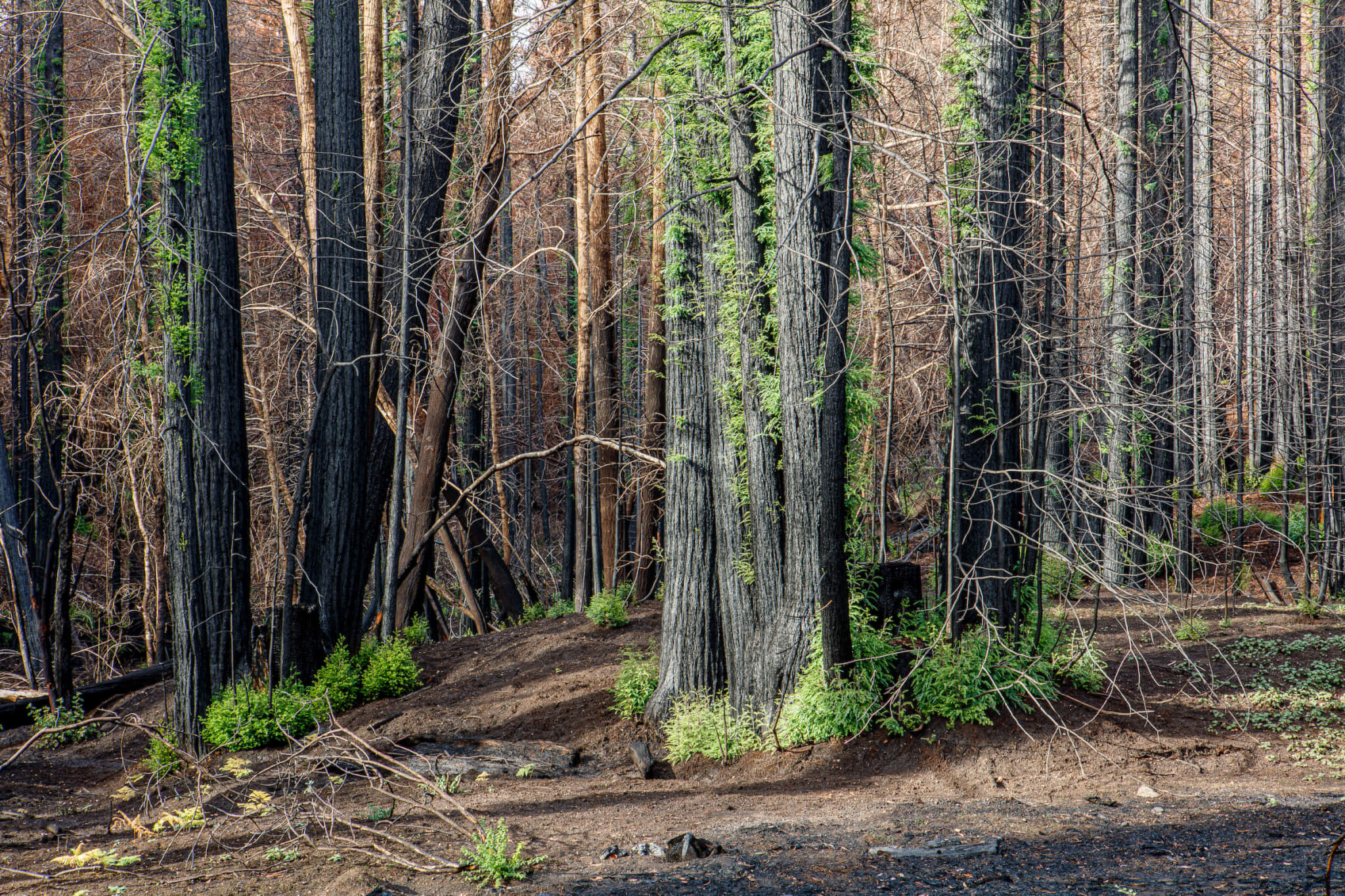 Redwood Trees Sprout New Growth, Charred But Alive After The CZU Lightning Complex Fire. by I. Bornarth