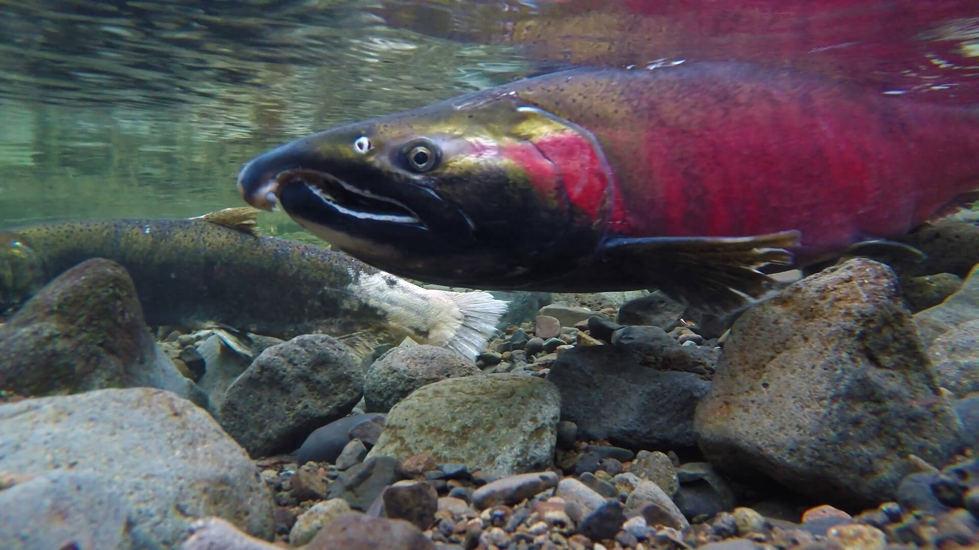Coho Salmon by Bureau Of Land Management