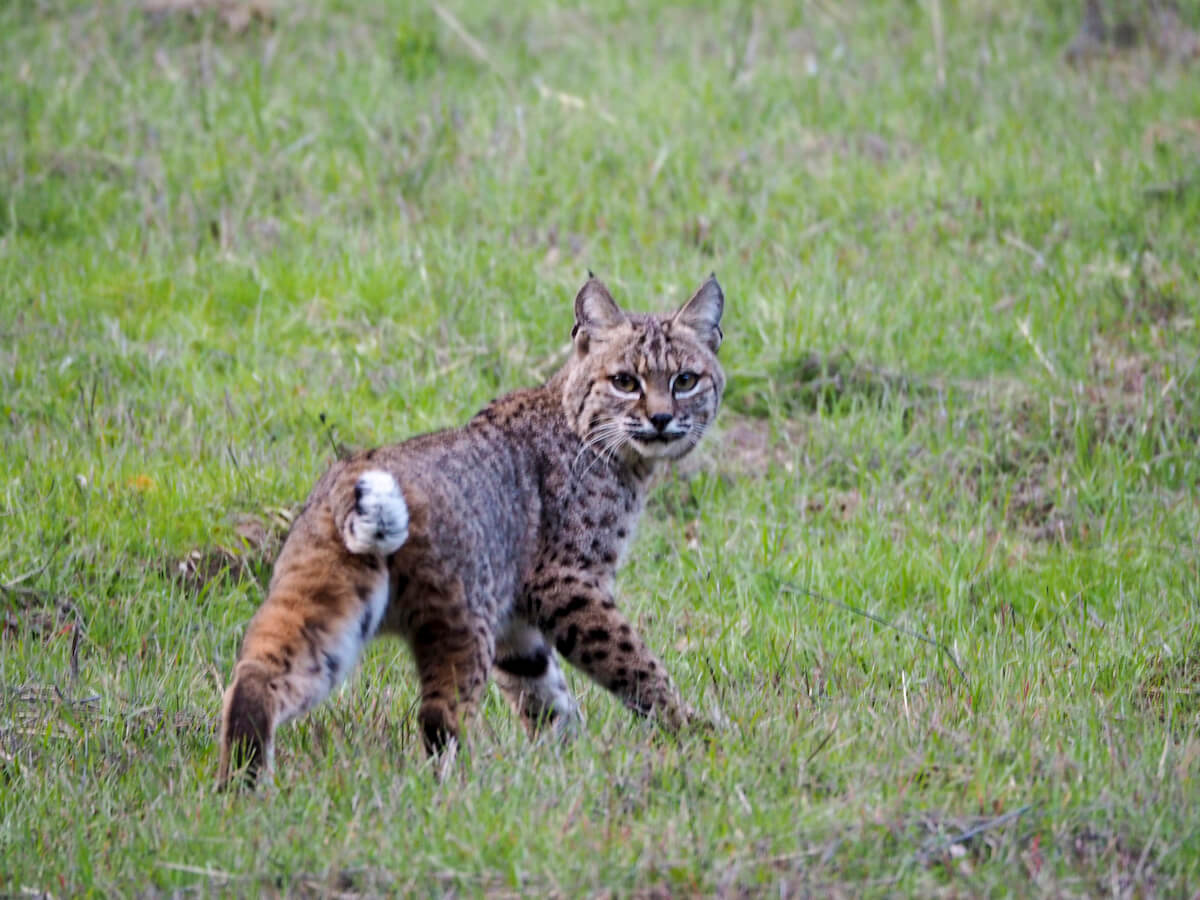 Bobcat near Jamison Creek by Tom McNeil