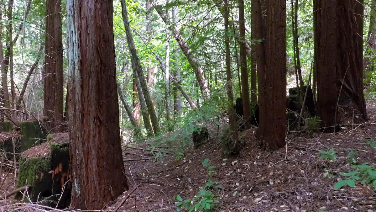 Jamison Creek Redwoods