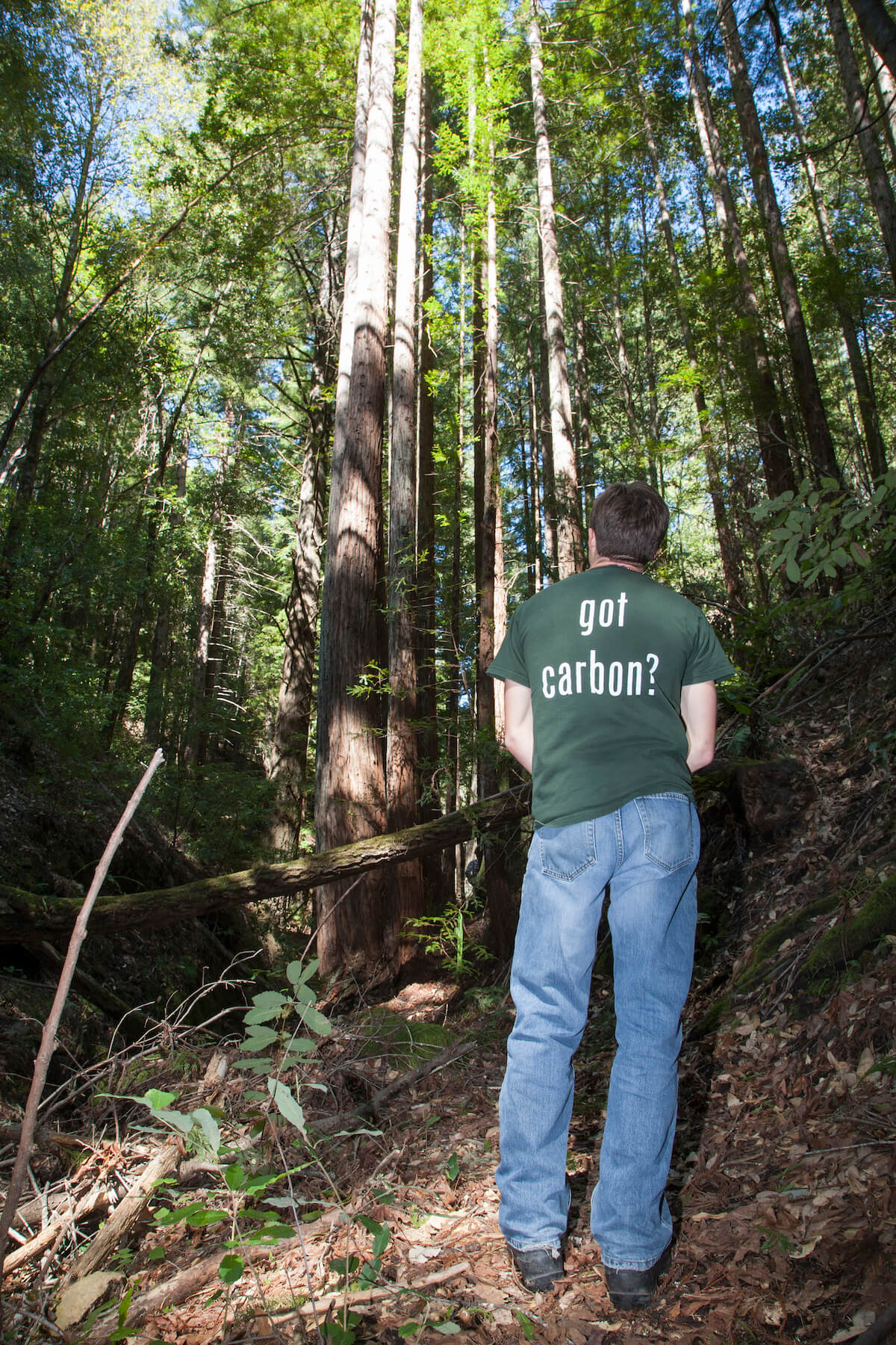 Lompico Forest Carbon Project