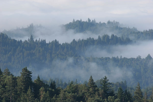 Redwoods Fog Drip, Castle Rock State Park, by F. Balthis