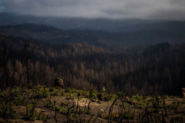 How do redwoods survive wildfire? A view of Big Basin Redwoods State Park in Boulder Creek on April 22, 2021. Most of the park burned in 2020's CZU Complex wildfire. Photo by Max Whittaker courtesy of Save the Redwoods League