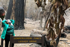 Sara Barth, Sempervirens Fund's Executive Director, takes in the CZU fire damage to redwoods in Big Basin State Park's Sempervirens Fund's Legacy Grove.t