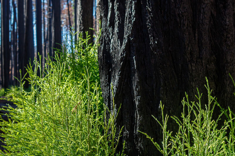 Green growth sprouting from a black, charred redwood trunk after the CZU fire. by Ian Bornarth