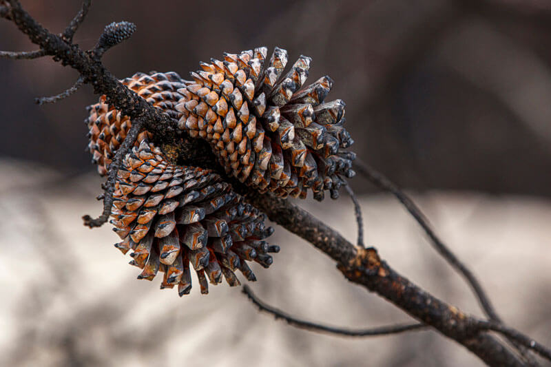 Although the tree won't survive the CZU fire, the seeds of the knobcone pine are released after the heat of fire. by Ian Bornarth