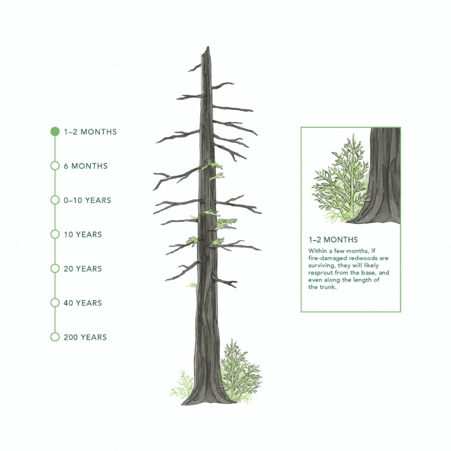 A timeline for redwoods recovering from fire. Illustrations by Shirley Chambers.