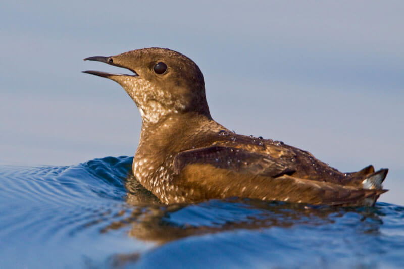A marbled murrelet with brown feathers and an open beak floats atop a wave, by G. Bartley