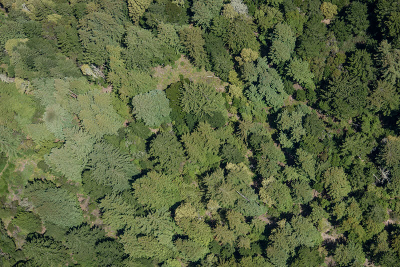 Science Protects Redwoods - Aerial photo of forest in the Santa Cruz Mountains. by Ian Bornarth