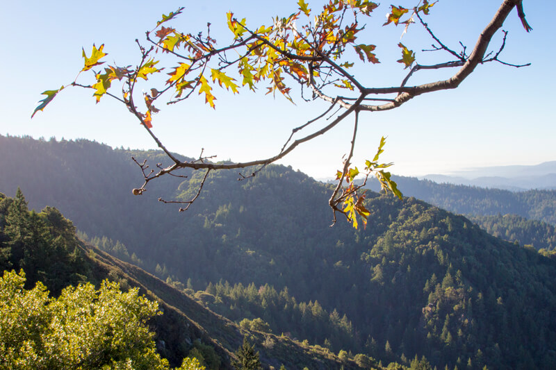 A branch of oak leaves changing from greenish-yellow to rusty orange hangs above a view a green canyon to the forested slopes of the Santa Cruz mountains beyond from Castle Rock State Park