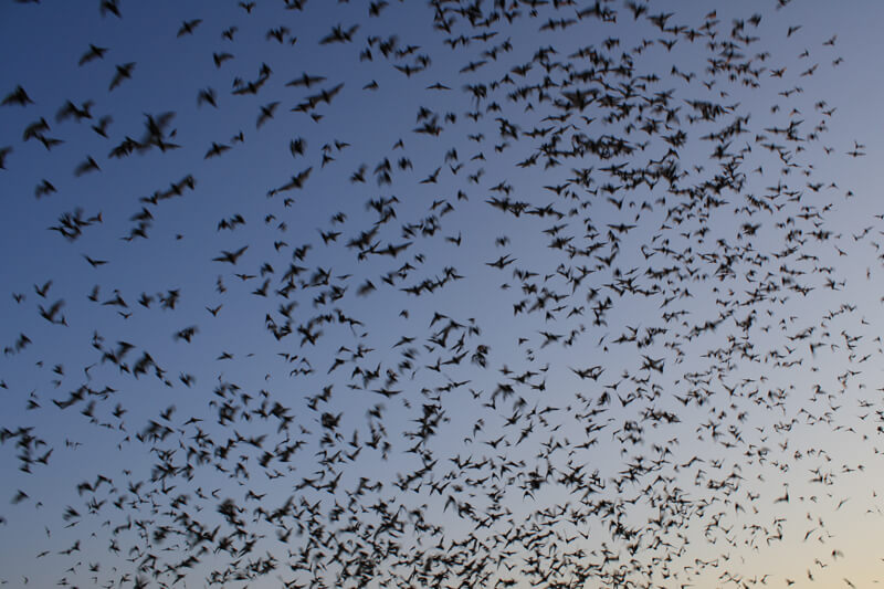 Mexican Free Tailed Bats By USFWS