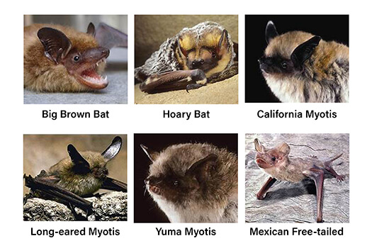 San Vicente Redwoods Bat Types