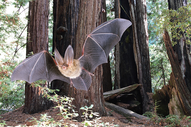 Townsend’s big-eared bat