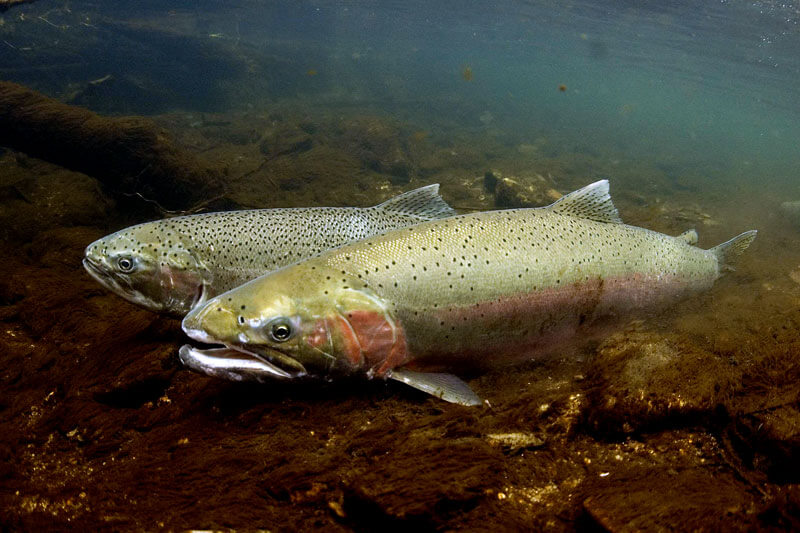 Wildlife Steelhead Trout By NMFS Southwest Fisheries Science Center Salmon Ecology Team