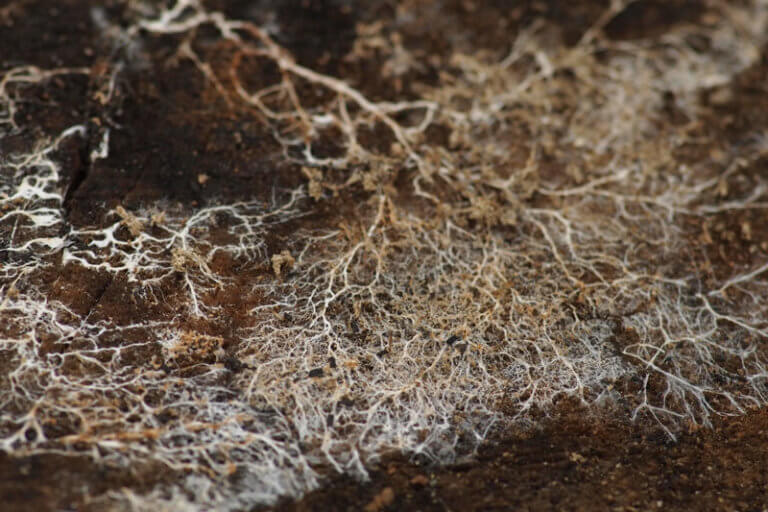 Redwood Fairy Rings and the Magic of Science Sempervirens Fund