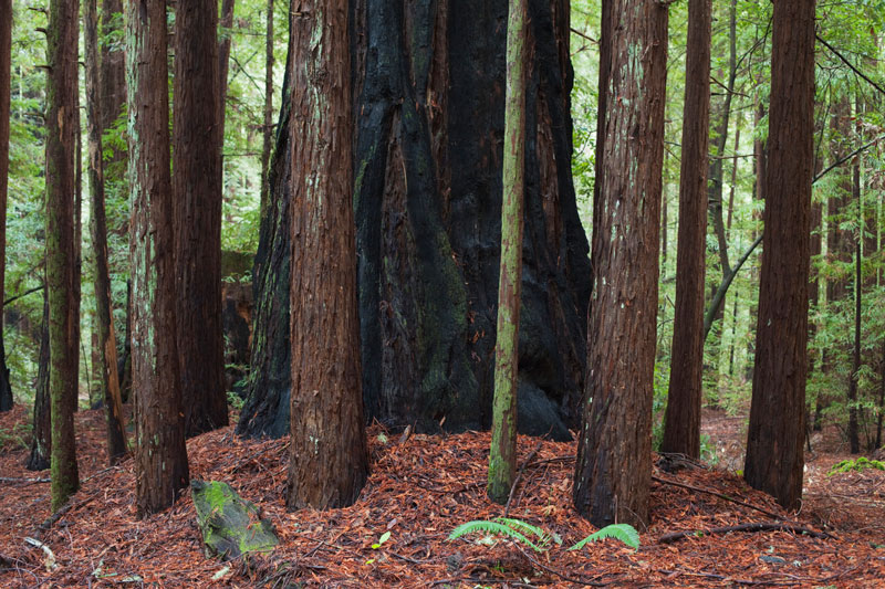 Fairy Rings Redwood Trunks By Stephan Hoerold GettyImages