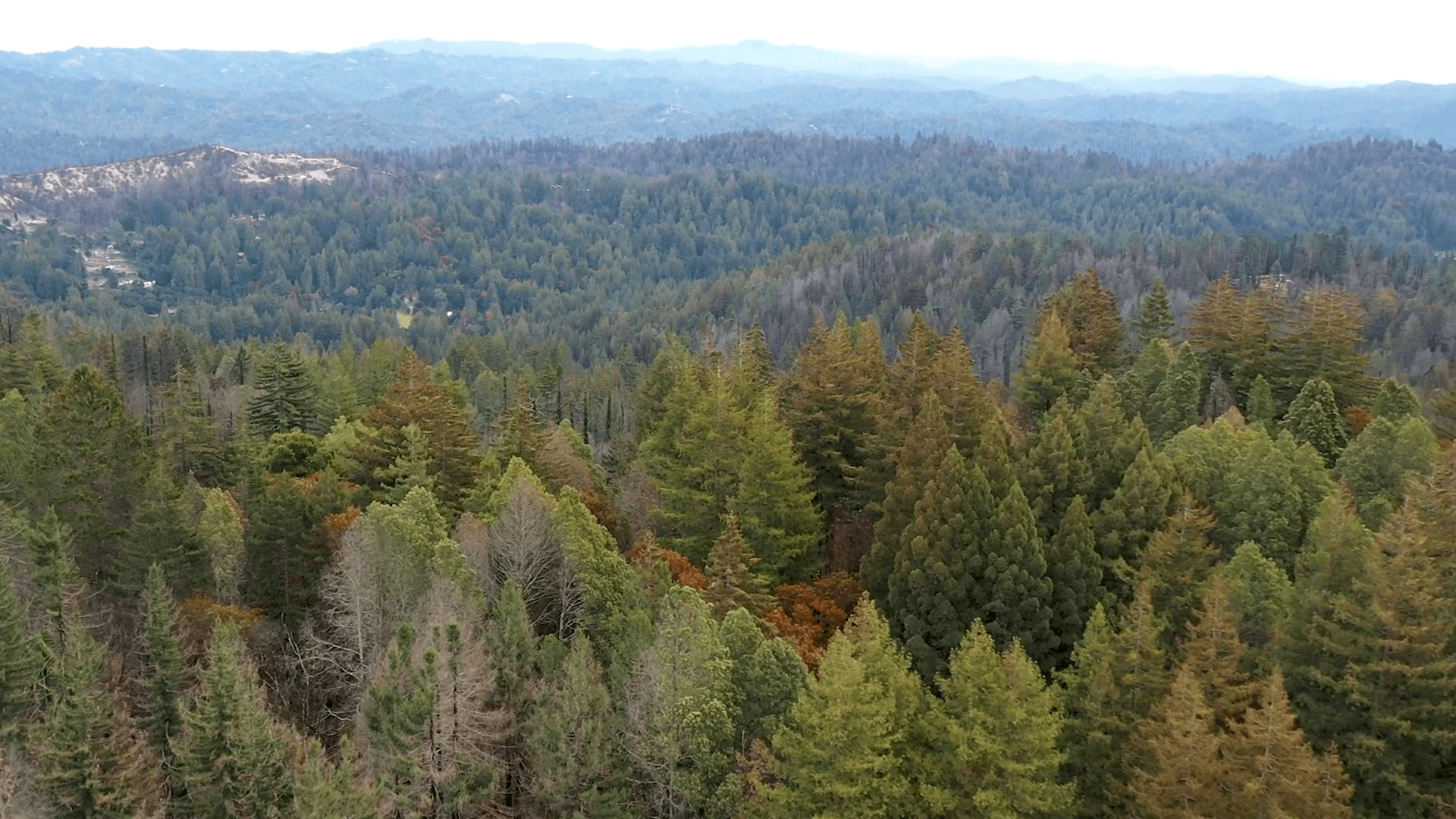 Aerial photography of the Saddle Mountain conservation area at the east entrance to Big Basin Redwoods State Park. This view looks west along California Highway 236 into Big Basin. The canopy is dominated by the crowns of redwoods, most of which were burned by the 2020 CZU wildfire. Photo by Jordan Plotsky.