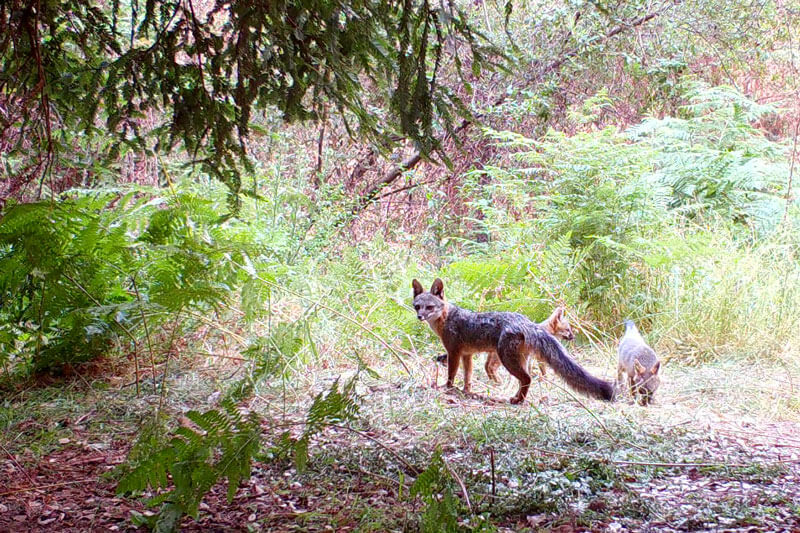 Gateway To Big Basin Gray Foxes By Colby Barr