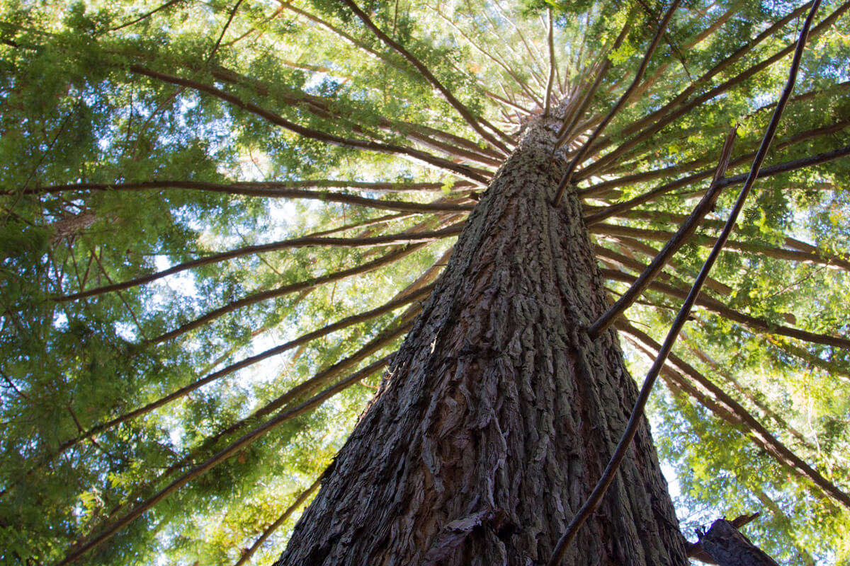 Redwood Canopy Dedicate A Tree Or Grove by M Kahn