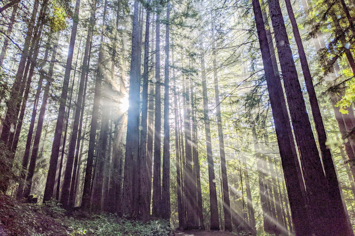 Redwood Forest Give In Honor Or In Memory By A Krauss