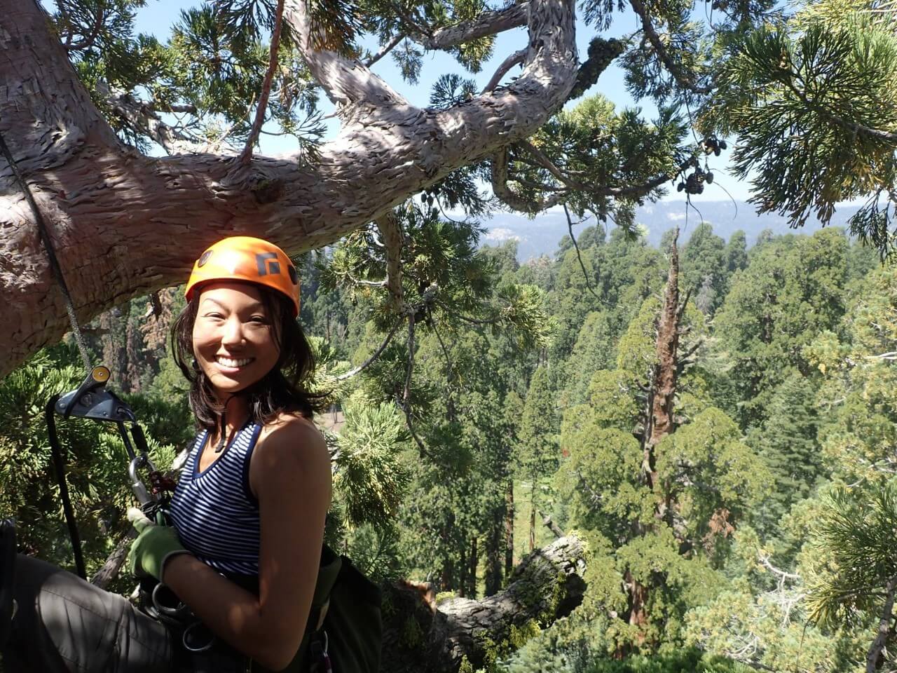 Jane Kim, wearing a hard hat and harness, conducts Sequoia research in a tree canopy for Biographic, courtesy of Ink Dwell