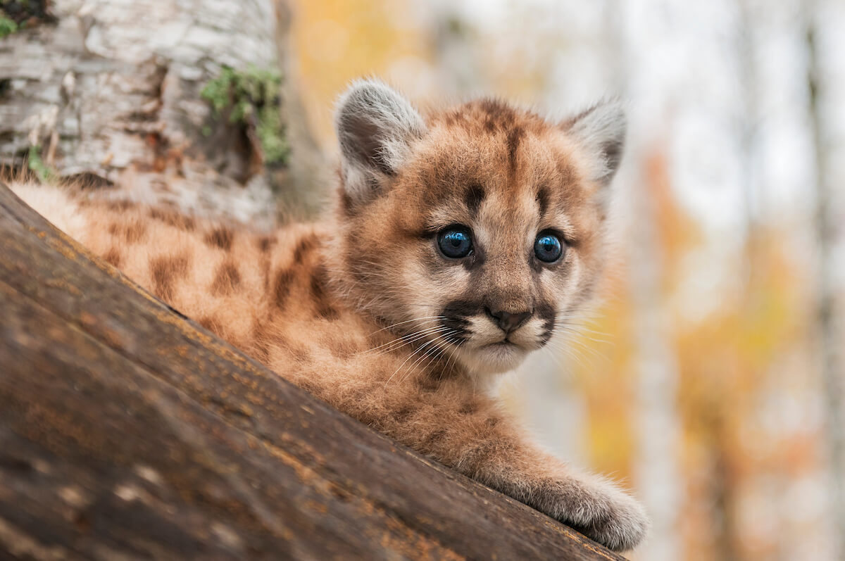 Female Cougar Kitten (Puma concolor) Looks Out - captive animal
