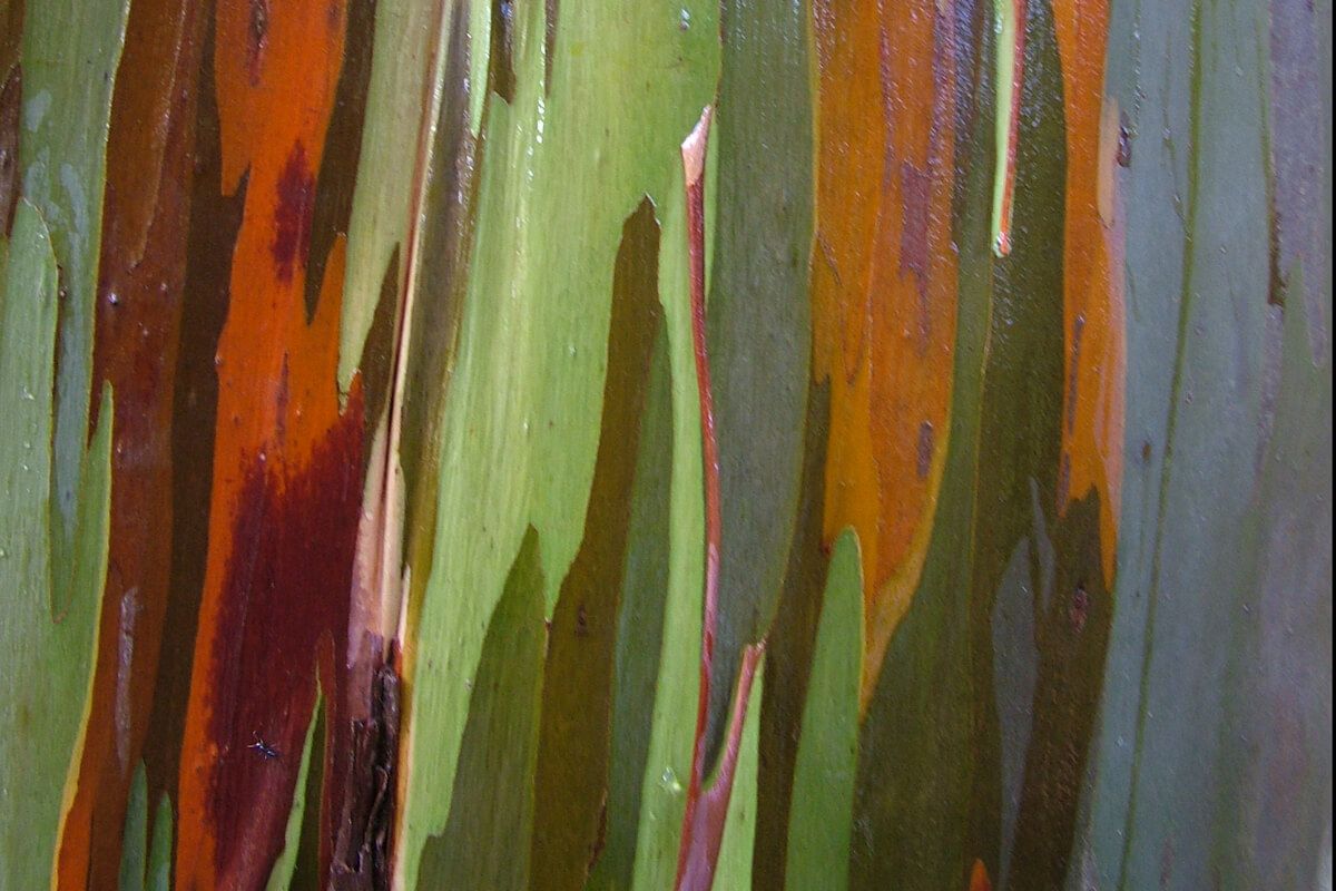 Asia Rainbow Eucalyptus By Dirk HR Spennemann