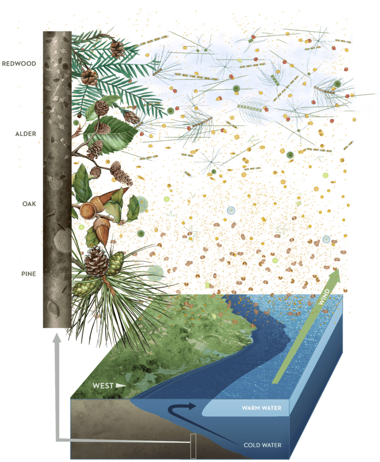Climate and Redwoods Core Sample And Upwellling by Ink Dwell