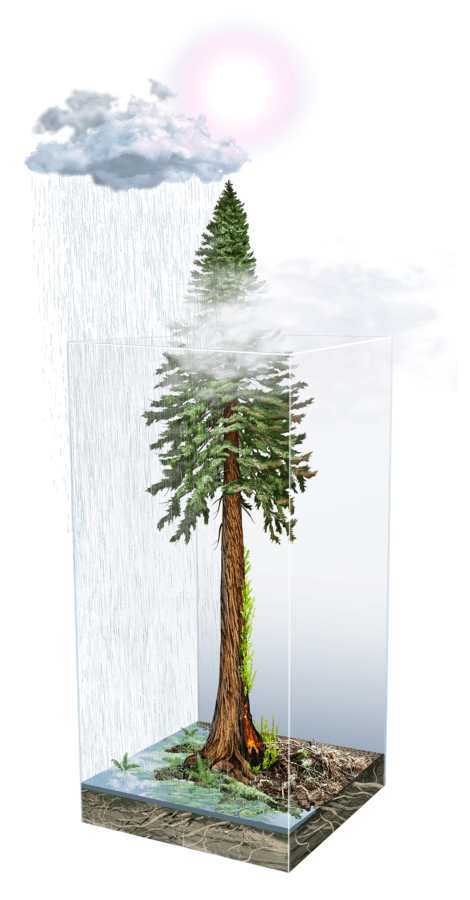 an illustration of a redwood tree in a glass box experiencing floods on one side and fire on the other, by Jane Kim, Ink Dwell