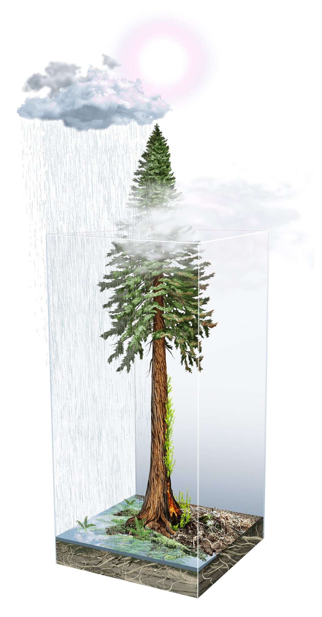 Climate and Redwoods water illustration by Ink Dwell