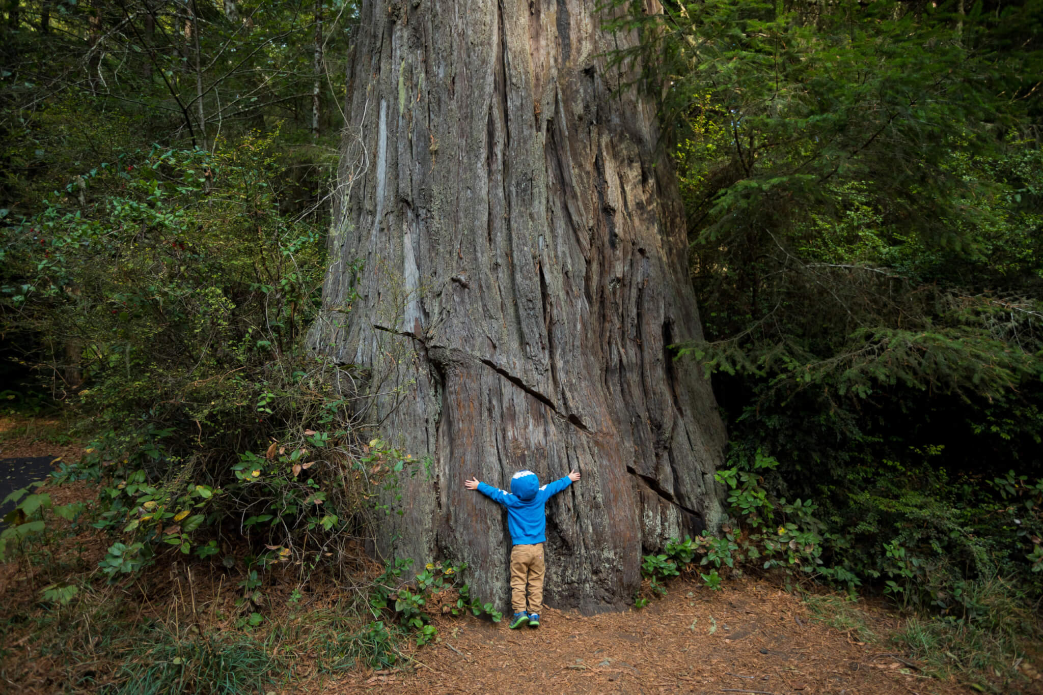 Sempervirens Fund | Protect Redwood Forests And Parks