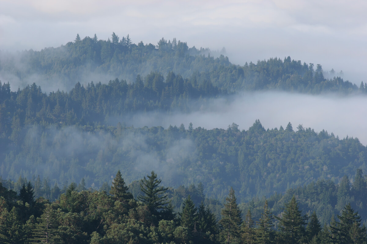 Fog in a forest of the Santa Cruz Mountains by F. Balthis