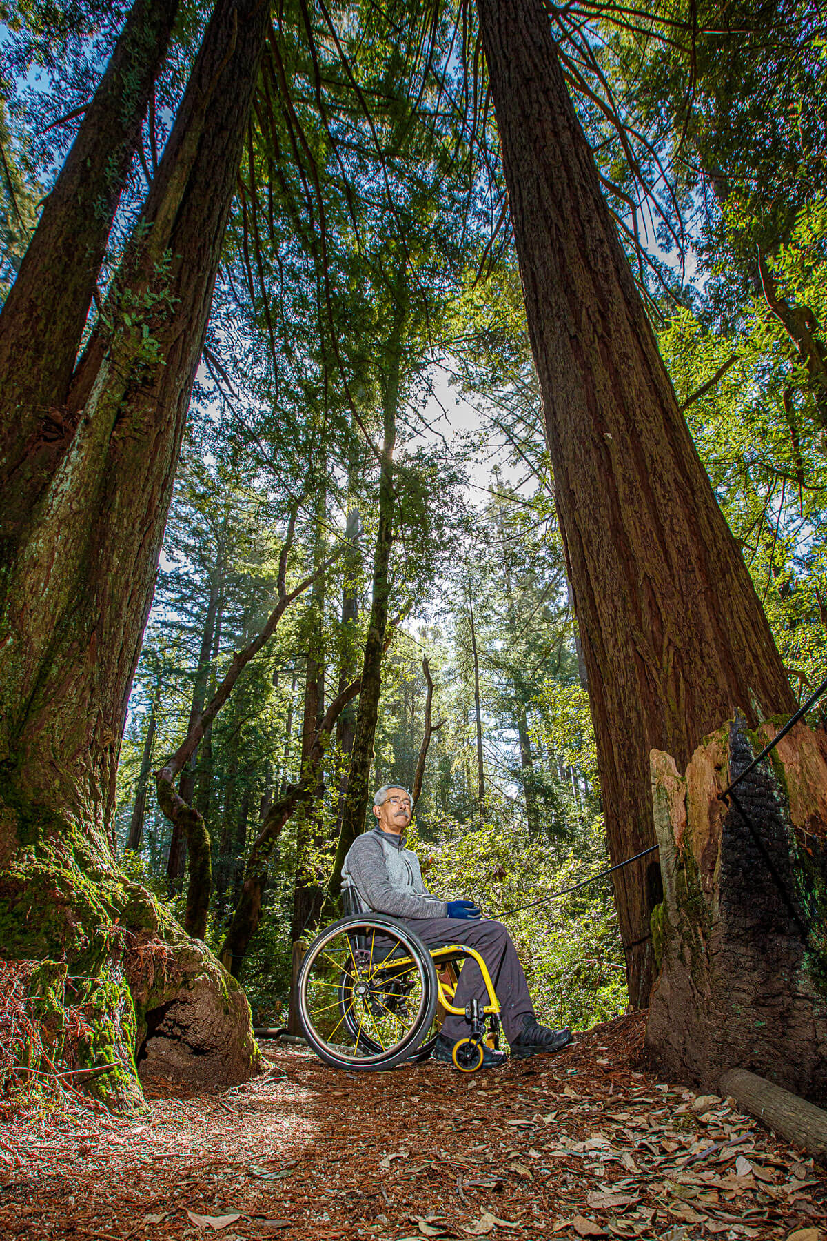 Bob Coomber amongst towering redwoods by Ian Bornarth