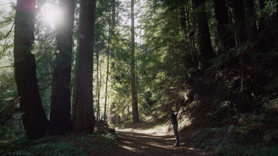 Redwoods along Mill Creek at San Vicente Redwoods. 