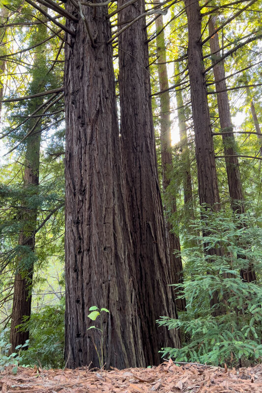 Active Tributes Dedicate Redwoods by R Thomas