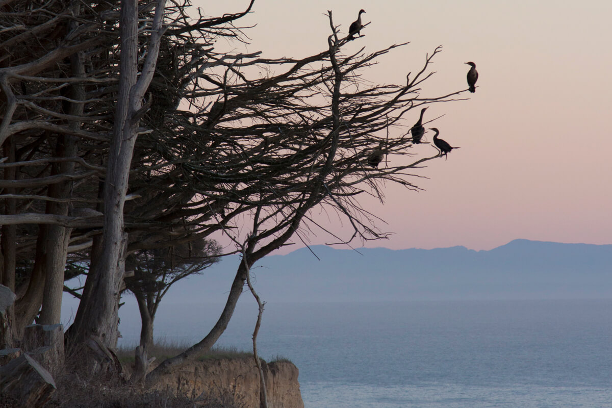 Birds and birding Santa Cruz mountains Coast Dairies by M. Kahn