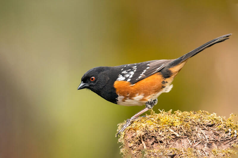 Spotted Towhee by Mick Thompson
