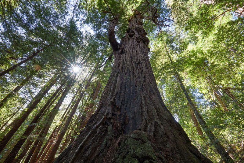 Old-Growth Redwoods, including trees more than 500 years old, tower over 39-acres and may provide habitat for the endangered marbled murrelet which is known to fly from the sea to the area’s forests to lay their eggs in uppermost branches.