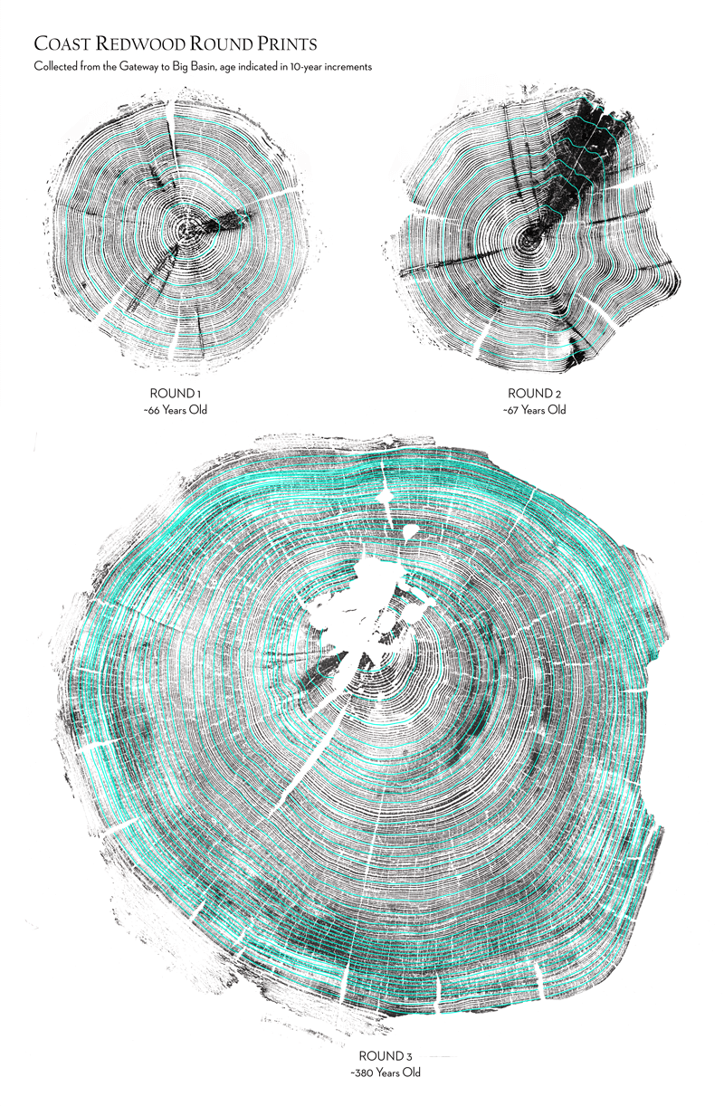 Climate And Redwoods Tree Rings With Increments By Ink Dwell