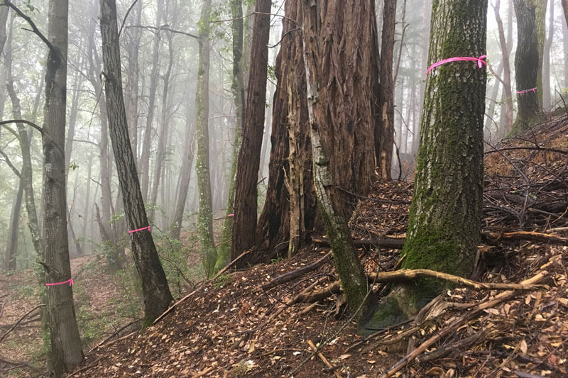 Tanoaks marked with pink ribbon to be removed to promote growth of the redwood in the middle at San Vicente Redwoods, by Neal Sharma