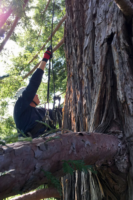 Researchers climbing a redwood, by Mike Kahn