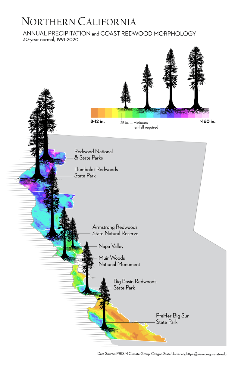 Redwoods And Climate Water And Redwood Morphology By Ink Dwell