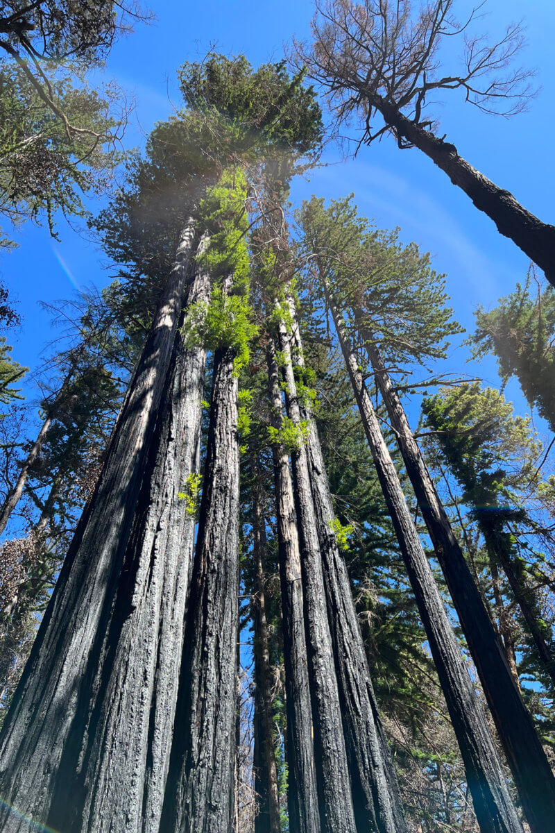 Family circles of coast redwood trees, their bark gray from the 2020 CZU fire but covered in the bright green fuzz of new growth, stand tall against a bright blue sky in Big Basin State Park in 2022
