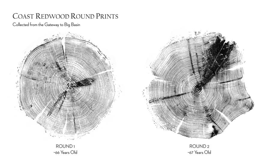 Redwood rings from Gateway to Big Basin, blue lines mark ten year increments, by Ink Dwell