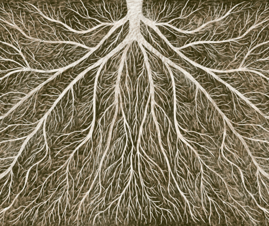 Underground Allies Mycelium illustration by Rebecca Zwanzig, High West Wild