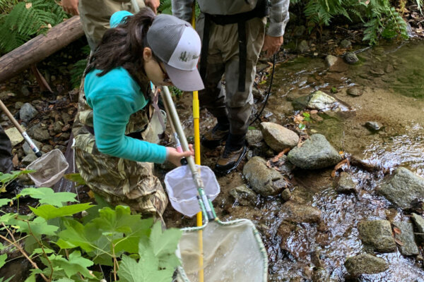 Just before the 1 year anniversary of the Mill Creek Dam removal, a fish survey was conducted on Mill Creek. Melisa Cambron Perez is pictured in a hat and sunglasses with a net in hand looking down for fish in the creek. Photo by Ian Rowbotham