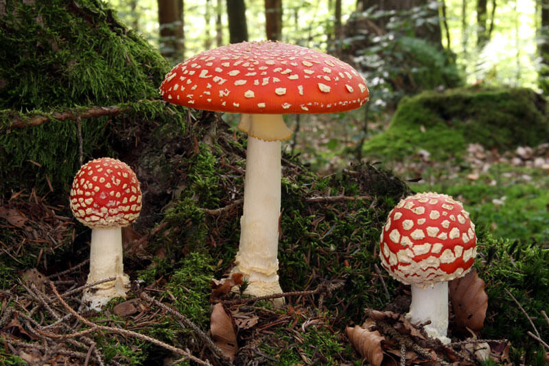 Underground Allies Fly Agaric Mushrooms By Holger Krisp