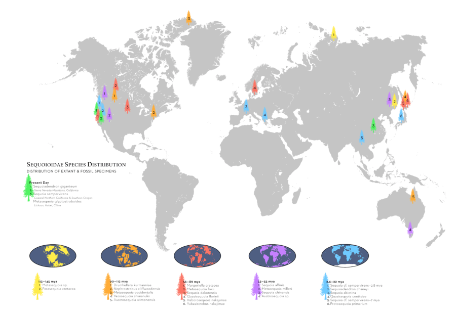 Climate and Redwoods Prehistoric Sequoioideae Range Map by Jane Kim, Ink Dwell